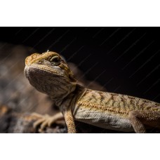 Pogona vitticeps - dragón barbudo  Leatherback Hypo